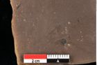 Foto (Detailansicht) von Smilax coriacea Ettingshausen (NHMW-GEO-2024-0188-0403)